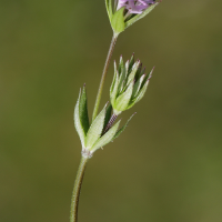 sherardia_arvensis5md (Sherardia arvensis)