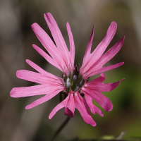 silene_flos-cuculi2md (Silene flos-cuculi)