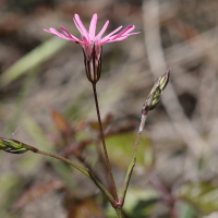 silene_flos-cuculi3md (Silene flos-cuculi)