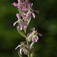 silene_gallica3md (Silene gallica)