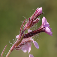 silene_gallica7md (Silene gallica)