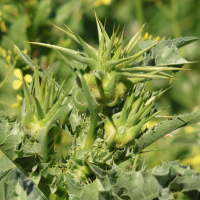 silybum_marianum8md (Silybum marianum)