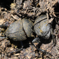 sisyphus_schaefferi3md (Sisyphus schaefferi)