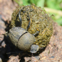sisyphus_schaefferi4bd (Sisyphus schaefferi)