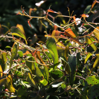 smilax_aspera1md (Smilax aspera)