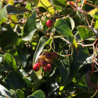smilax_aspera5md (Smilax aspera)
