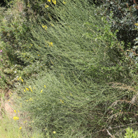 spartium_junceum1amd (Spartium junceum)