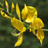 spartium_junceum2bmd (Spartium junceum)