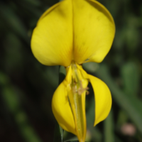 spartium_junceum3md (Spartium junceum)