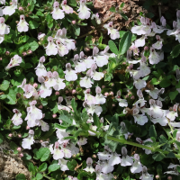 stachys_corsica3bd (Stachys corsica)
