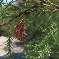 tamarix_africana4md (Tamarix africana)