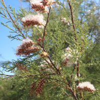 tamarix_africana5md (Tamarix africana)