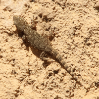 tarentola_mauritanica4md (Tarentola mauritanica)