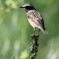 tarier_des_pres_-_saxicola_rubetra7bd (Saxicola rubetra)