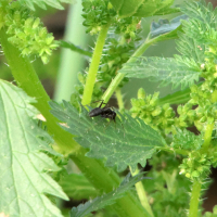 urtica_urens4md (Urtica urens)