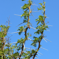 vachellia_karroo10md (Vachellia karroo)