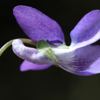 viola_riviniana2md (Viola riviniana)