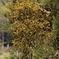 viscum_album-austriacum4md (Viscum album ssp. austriacum)