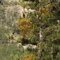 Viscum album ssp. austriacum (Gui d'Autriche)