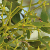 viscum_album_austriacum5md (Viscum album ssp. austriacum)