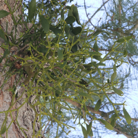 viscum_album_austriacum6md (Viscum album ssp. austriacum)