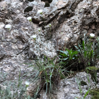 Armeria leucocephala (Armérie leucocéphale)