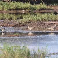 Calidris temminckii (Bécasseau de Temminck)
