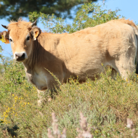 Bos taurus (26) (Vache race Corse)