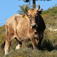 bos_taurus_corse2md (Bos taurus (26))