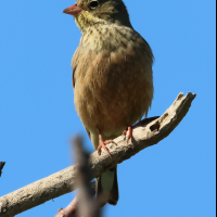 bruant_ortolan_-_emberiza_hortulana1bd (Emberiza hortulana)