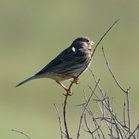 bruant_proyer_-_emberiza_calandra1bd (Emberiza calandra)