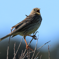 bruant_proyer_-_emberiza_calandra2bd (Emberiza calandra)