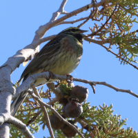 bruant_zizi_-_emberiza_cirlus1bd (Emberiza cirlus)