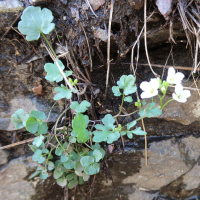 cardamine_plumieri1md (Cardamine plumieri)