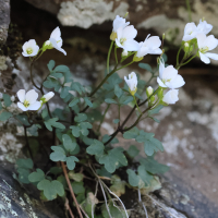 cardamine_plumieri2bd (Cardamine plumieri)