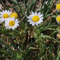 chamaemelum_fuscatum1md (Chamaemelum fuscatum)
