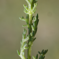 chamaemelum_fuscatum2md (Chamaemelum fuscatum)