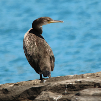 Gulosus aristotelis ssp. desmarestii (Cormoran huppé méditerranéen, cormoran huppé de Desmarest)