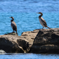 cormoran_huppe_mediterraneen_-_gulosus_aristotelis_desmarestii2bd (Gulosus aristotelis ssp. desmarestii)