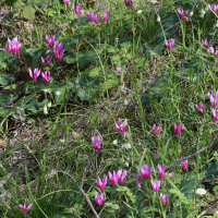 cyclamen_repandum1md (Cyclamen repandum)