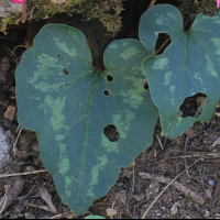 cyclamen_repandum2md (Cyclamen repandum)