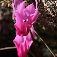 cyclamen_repandum3md (Cyclamen repandum)