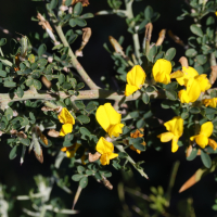 cytisus_lanigerus1md (Cytisus laniger)