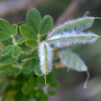 cytisus_lanigerus2md (Cytisus laniger)