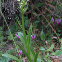 dactylorhiza_insularis1md (Dactylorhiza insularis)