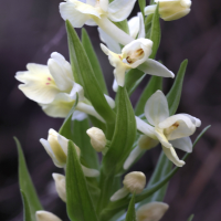dactylorhiza_insularis2md (Dactylorhiza insularis)