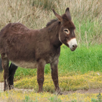 Equus asinus ssp asinus (Âne corse)
