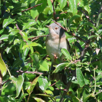 Curruca subalpina (Fauvette de Moltoni)