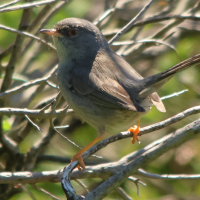 Curruca sarda (Fauvette sarde)