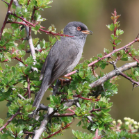fauvette_sarde_-_curruca_sarda2bd (Curruca sarda)